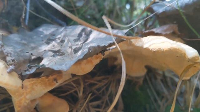 Трутовик сірчано-жовтий (Laetiporus sulphureus) - їстивний в молодому віці трутовик. смотреть онлайн