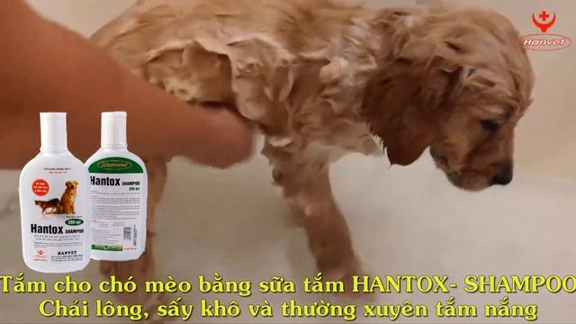 HanvetTV 🐕 🐈 Xử lý hiệu quả bệnh NẤM DA trên chó mèo смотреть онлайн
