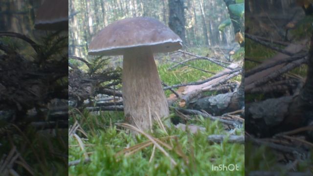 В лес за грибами 2 смотреть онлайн