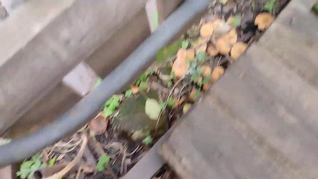 О! Опята! Родные! Неожиданный бонус😃 смотреть онлайн