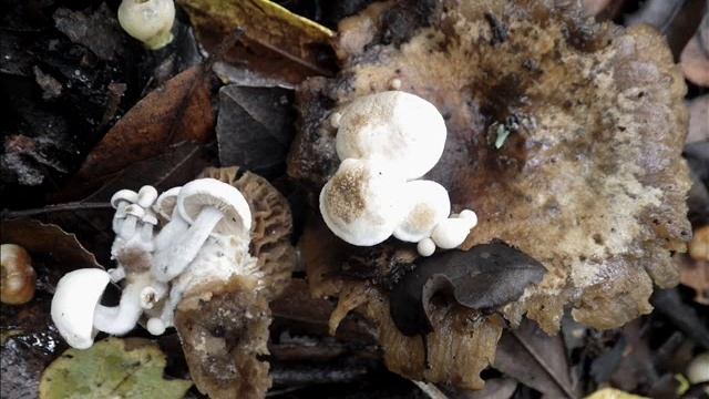 Asterophora lycoperdoides