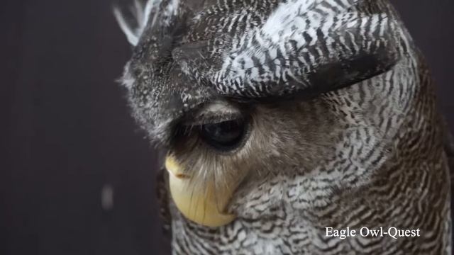 Undisturbed Close Up Scene of Eagle Owl (Choco) フクロウ ワシミミズク сова сыч филин 雕鸮 猫头鹰 올빼미목 Burung Hantu