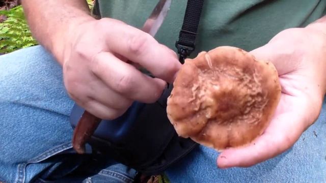 Cleaning Honey Mushrooms смотреть онлайн