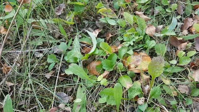 Маслята в саду біля хати смотреть онлайн