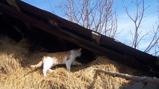 Кот КАМАЗ смотреть онлайн