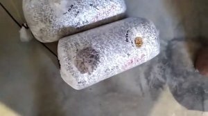 Блоки вешенки/инокуляция субстратным мицелием