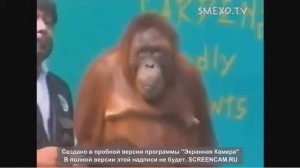Весёлый арангутан))))))