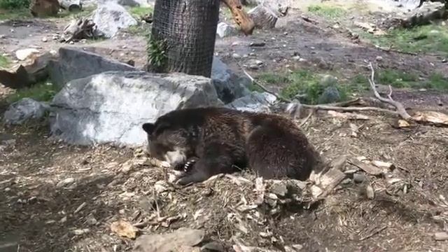 Bear header misha network God of SEO Марктетолог