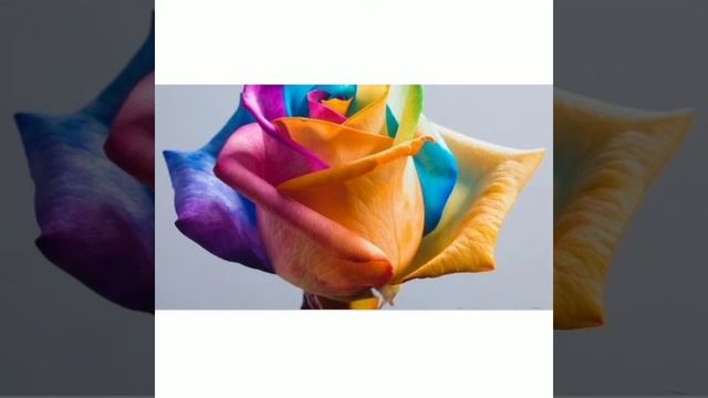 роза (веселка) . смотреть онлайн