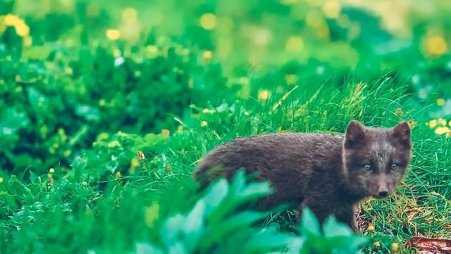 Icelandic fox pup call смотреть онлайн