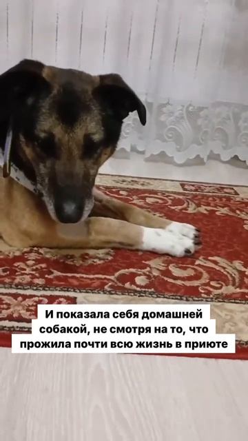 Дайте Ириске шанс стать домашней!! #собака #возьмиизприюта #вдар #вдобрыеруки