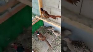как научить диких фазанов в домашних условиях