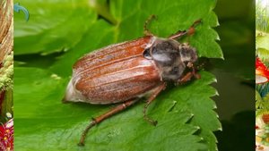 Мультфильм Презентация насекомые и их звуки