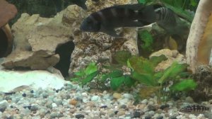 Neolamprologus Mustax Orange Mbita AQUA LAB