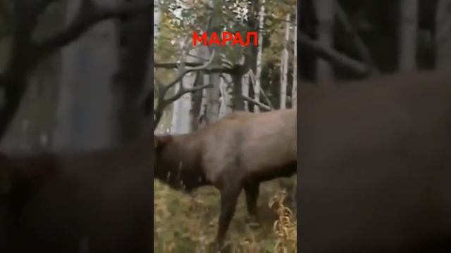 МАРАЛ ДЕЛАЕТ МЕТКУ НА ТЕРРИТОРИИ #shorts смотреть онлайн
