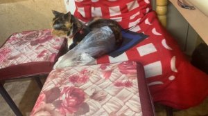 Наркоманка местная