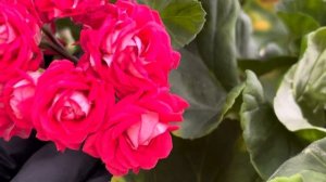 Обзор цветущих пеларгоний, хотя, пока мало что цветёт…