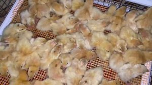 Вылупились перепела с задержкой на 19 сутки
