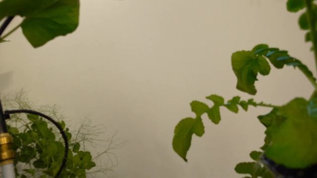 Orca vs Great White Beneficial Microbes Test For Hydroponics