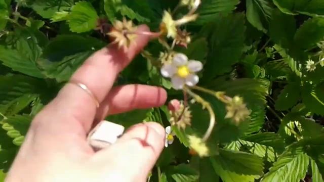 Ремонтантная земляника Александрина, плодоносит до октября смотреть онлайн