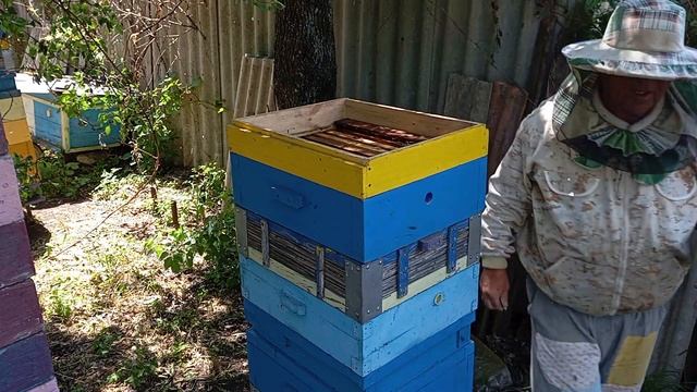 Самое правильное содержание пчел в ульях на рамку 145 (по моему мнению)