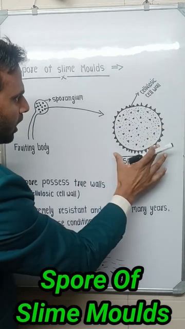 Spore Of Slime Moulds смотреть онлайн