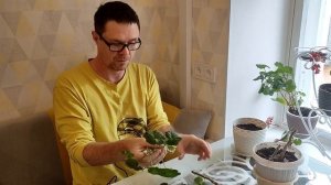 обрезка герани осенью