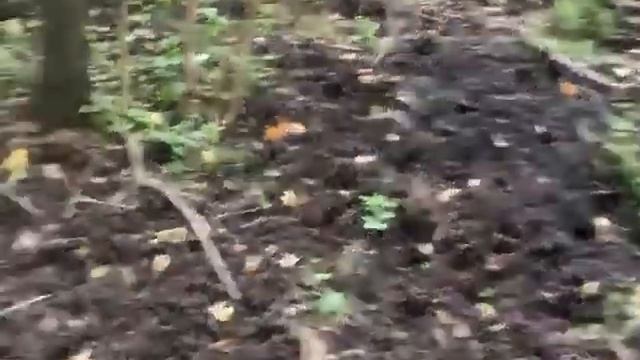 Следы кабаньих жировок на поле кукурузы и водопой / Wild boar corn fodder and watering hole