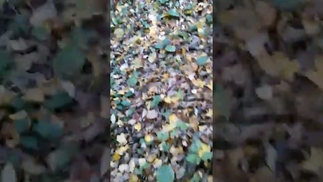 Все в 4 собрали 100 грибов !!!!!!!! Афигеть . смотреть онлайн