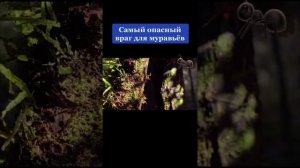 самый опасный враг для муравьёв