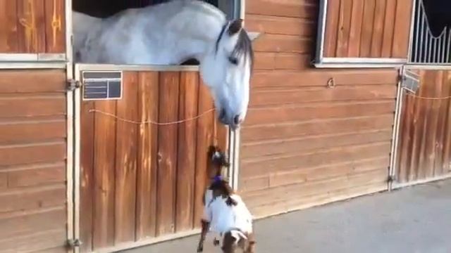 Козлик хочет забадать лошадь ))) Это любовь с первого взгляда...