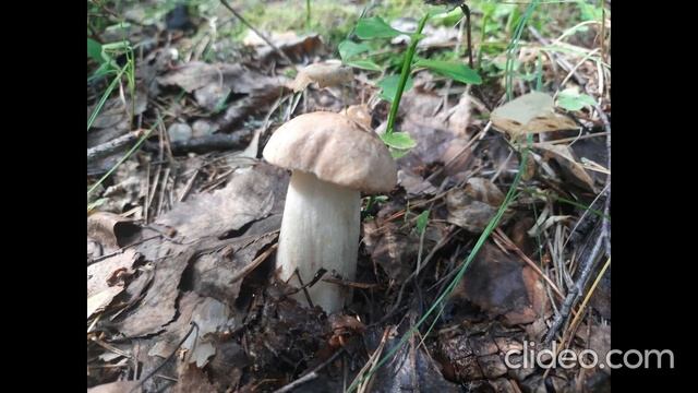 Анастасия Пчелина - Грибы 2 - Только некрасивые и неотборные грибы, конечно самые ужасные трэш фото смотреть онлайн