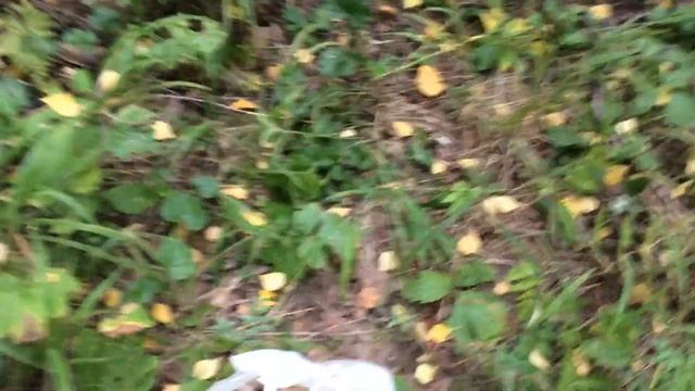 Подберезовики Подмосковья 2014 смотреть онлайн