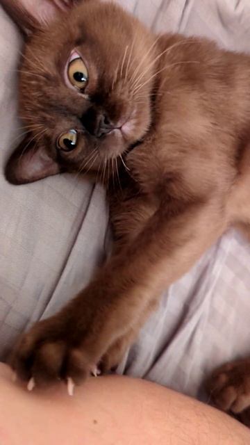 Нежный массаж #shorts #kitty #бурма #котята