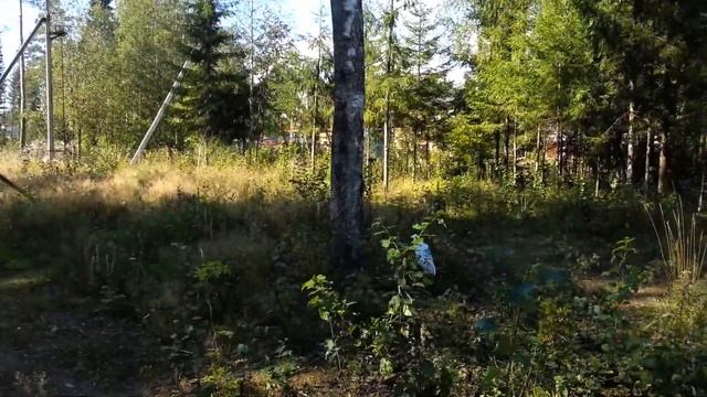 Грибные места ) Петербург и Лен.область смотреть онлайн