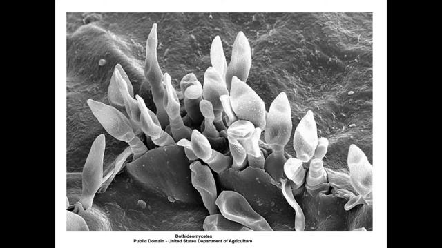 Dothideomycetes смотреть онлайн