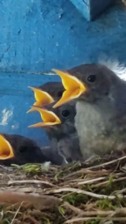Птенцы сидят в своем гнезде и ждут еду #birds #птенцы #гнездо