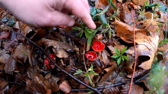 Ну, скільки тут ГРИБІВ!..Нам стільки не потрібно! Чудовість! Четвер 21 березня 2024! смотреть онлайн