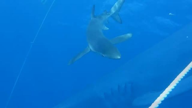 Drumsn Dive shark  mobula diving