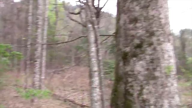 FL Torreya in Highlands NC: 90 yrs de facto rewilding (2015)