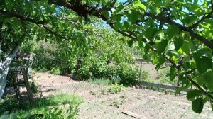 Роятся пчелы