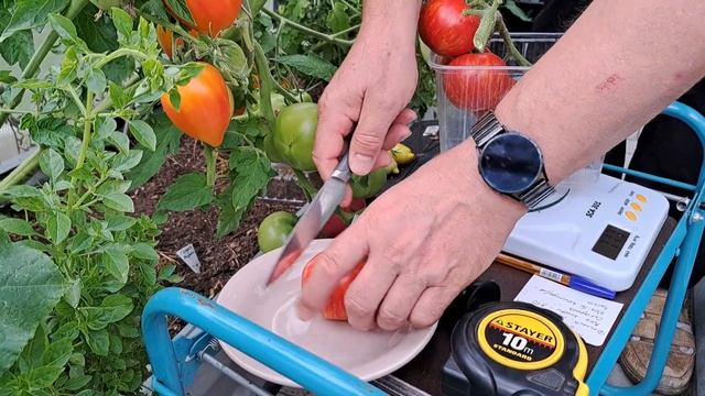 Дегустация томата 'Китайка медовая' смотреть онлайн