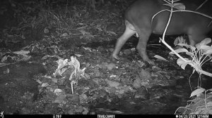 Male Baird's Tapir captured on a camera trap in Drake Bay, Costa Rica - April 23, 2021