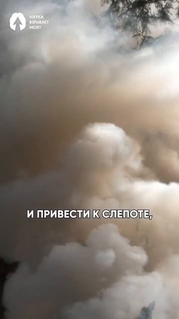 Где растет 💀дерево смерти? Рассказывает учитель биологии Тимур Чернов 👍 #наука #биология #biology смотреть онлайн