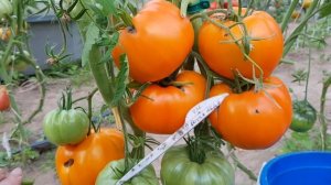 Томат Бочка меда 13,08,2023