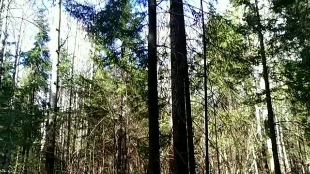 Лес и птички в начале мая ! Удмуртская республика смотреть онлайн