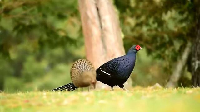 Mikado qırqovulu смотреть онлайн