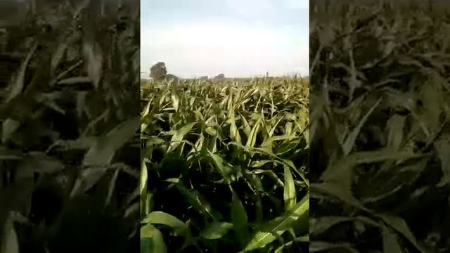 VID BIOCOM4 EN MAIZ смотреть онлайн