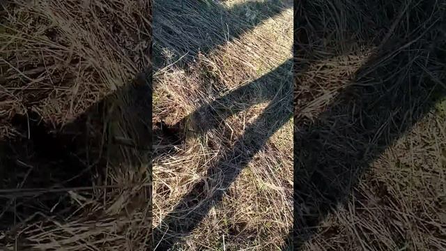 Первая прыткая ящерица