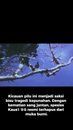 Kicauan Pilu dari Burung Kauaʻi ʻōʻō Terakhir dan Tragedi Kepunahan